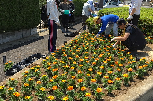 花壇整備作業・除草作業